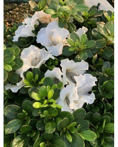 Рододендрон/Азалія Пур Уайт | Рододендрон/Азалия Пур Уайт | Rhododendron (AJ) Encore® Pure White