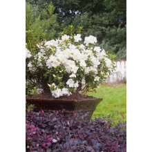 Рододендрон/Азалія Пур Уайт | Рододендрон/Азалия Пур Уайт | Rhododendron (AJ) Encore® Pure White