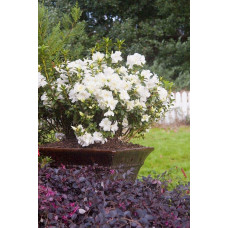 Рододендрон/Азалія Пур Уайт | Рододендрон/Азалия Пур Уайт | Rhododendron (AJ) Encore® Pure White