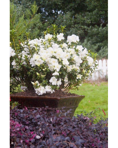 Рододендрон/Азалія Пур Уайт | Рододендрон/Азалия Пур Уайт | Rhododendron (AJ) Encore® Pure White
