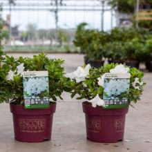 Рододендрон/Азалія Пур Уайт | Рододендрон/Азалия Пур Уайт | Rhododendron (AJ) Encore® Pure White