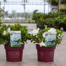 Рододендрон/Азалія Пур Уайт | Рододендрон/Азалия Пур Уайт | Rhododendron (AJ) Encore® Pure White