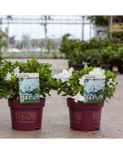 Рододендрон/Азалія Пур Уайт | Рододендрон/Азалия Пур Уайт | Rhododendron (AJ) Encore® Pure White
