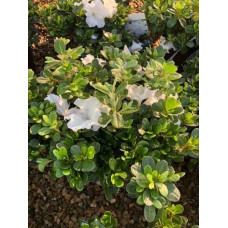 Рододендрон/Азалія Пур Уайт | Рододендрон/Азалия Пур Уайт | Rhododendron (AJ) Encore® Pure White