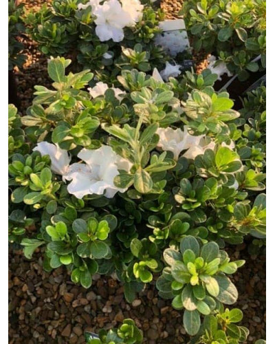 Рододендрон/Азалія Пур Уайт | Рододендрон/Азалия Пур Уайт | Rhododendron (AJ) Encore® Pure White