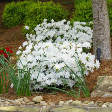 Рододендрон/Азалія Пур Уайт | Рододендрон/Азалия Пур Уайт | Rhododendron (AJ) Encore® Pure White
