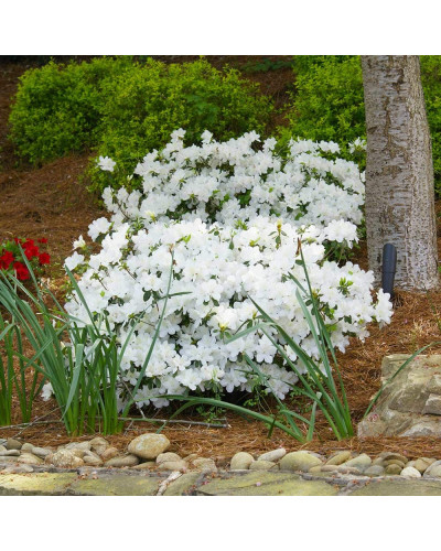 Рододендрон/Азалія Пур Уайт | Рододендрон/Азалия Пур Уайт | Rhododendron (AJ) Encore® Pure White