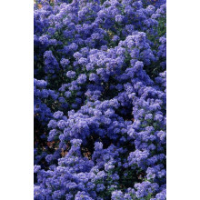 Цеанотус щитовидний Блю Маунд / Цеанотус синій | Ceanothus thyrsiflorus Blue Mound | Цеанотус щитоносный Блю Маунд / Цеанотус синий