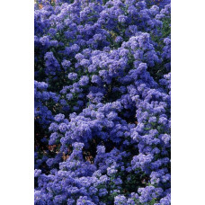 Цеанотус щитовидний Блю Маунд / Цеанотус синій | Ceanothus thyrsiflorus Blue Mound | Цеанотус щитоносный Блю Маунд / Цеанотус синий
