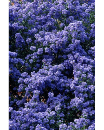 Цеанотус щитовидний Блю Маунд / Цеанотус синій | Ceanothus thyrsiflorus Blue Mound | Цеанотус щитоносный Блю Маунд / Цеанотус синий