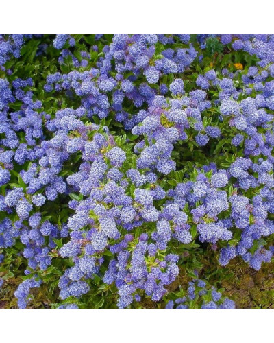 Цеанотус щитовидний Блю Маунд / Цеанотус синій | Ceanothus thyrsiflorus Blue Mound | Цеанотус щитоносный Блю Маунд / Цеанотус синий