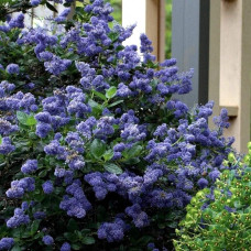 Цеанотус щитовидний Блю Маунд / Цеанотус синій | Ceanothus thyrsiflorus Blue Mound | Цеанотус щитоносный Блю Маунд / Цеанотус синий