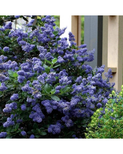 Цеанотус щитовидний Блю Маунд / Цеанотус синій | Ceanothus thyrsiflorus Blue Mound | Цеанотус щитоносный Блю Маунд / Цеанотус синий