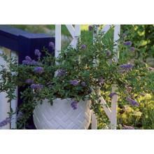 Цеанотус щитовидний Блю Маунд / Цеанотус синій | Ceanothus thyrsiflorus Blue Mound | Цеанотус щитоносный Блю Маунд / Цеанотус синий