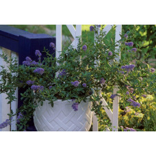 Цеанотус щитовидний Блю Маунд / Цеанотус синій | Ceanothus thyrsiflorus Blue Mound | Цеанотус щитоносный Блю Маунд / Цеанотус синий