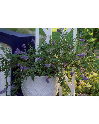 Цеанотус щитовидний Блю Маунд / Цеанотус синій | Ceanothus thyrsiflorus Blue Mound | Цеанотус щитоносный Блю Маунд / Цеанотус синий
