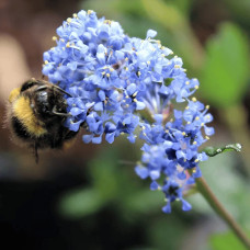 Цеанотус щитовидний Блю Маунд / Цеанотус синій | Ceanothus thyrsiflorus Blue Mound | Цеанотус щитоносный Блю Маунд / Цеанотус синий