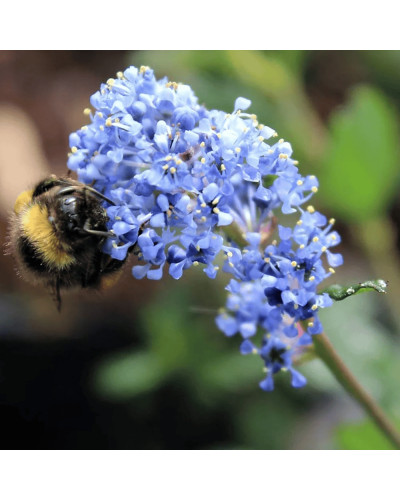 Цеанотус щитовидний Блю Маунд / Цеанотус синій | Ceanothus thyrsiflorus Blue Mound | Цеанотус щитоносный Блю Маунд / Цеанотус синий
