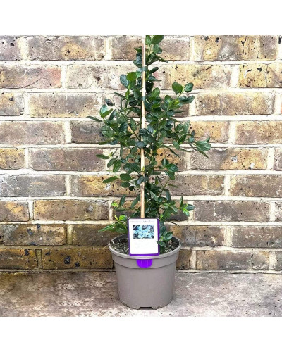 Цеанотус щитовидний Блю Маунд / Цеанотус синій | Ceanothus thyrsiflorus Blue Mound | Цеанотус щитоносный Блю Маунд / Цеанотус синий