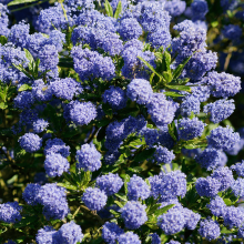 Цеанотус щитовидний Блю Маунд / Цеанотус синій | Ceanothus thyrsiflorus Blue Mound | Цеанотус щитоносный Блю Маунд / Цеанотус синий
