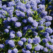 Цеанотус щитовидний Блю Маунд / Цеанотус синій | Ceanothus thyrsiflorus Blue Mound | Цеанотус щитоносный Блю Маунд / Цеанотус синий
