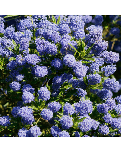 Цеанотус щитовидний Блю Маунд / Цеанотус синій | Ceanothus thyrsiflorus Blue Mound | Цеанотус щитоносный Блю Маунд / Цеанотус синий