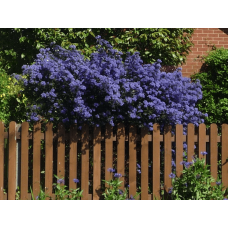 Цеанотус щитовидний Блю Маунд / Цеанотус синій | Ceanothus thyrsiflorus Blue Mound | Цеанотус щитоносный Блю Маунд / Цеанотус синий