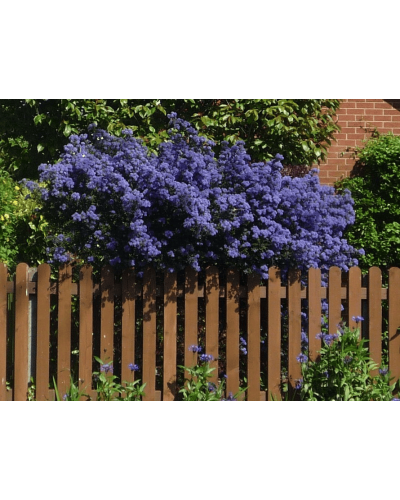 Цеанотус щитовидний Блю Маунд / Цеанотус синій | Ceanothus thyrsiflorus Blue Mound | Цеанотус щитоносный Блю Маунд / Цеанотус синий