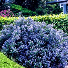 Цеанотус щитовидний Блю Маунд / Цеанотус синій | Ceanothus thyrsiflorus Blue Mound | Цеанотус щитоносный Блю Маунд / Цеанотус синий