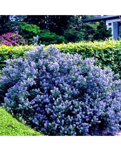 Цеанотус щитовидний Блю Маунд / Цеанотус синій | Ceanothus thyrsiflorus Blue Mound | Цеанотус щитоносный Блю Маунд / Цеанотус синий