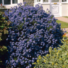 Цеанотус щитовидний Блю Маунд / Цеанотус синій | Ceanothus thyrsiflorus Blue Mound | Цеанотус щитоносный Блю Маунд / Цеанотус синий