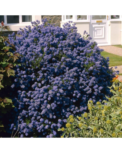 Цеанотус щитовидний Блю Маунд / Цеанотус синій | Ceanothus thyrsiflorus Blue Mound | Цеанотус щитоносный Блю Маунд / Цеанотус синий