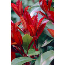 Фотінія фразера Ред Робін | Фотиния фразера Ред Робин | Photinia  fraseri Red Robin