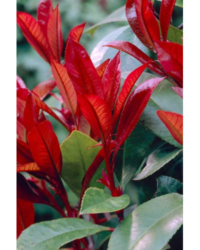 Фотінія фразера Ред Робін | Фотиния фразера Ред Робин | Photinia fraseri Red Robin
