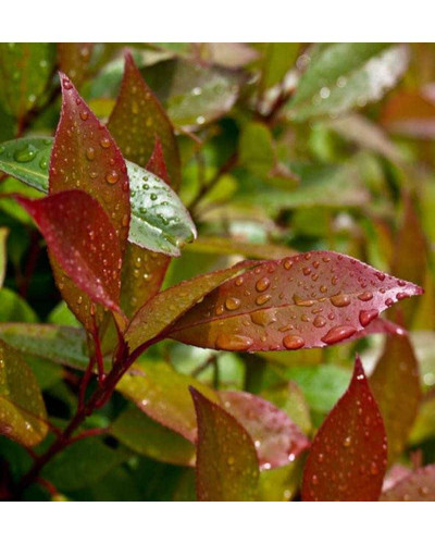 Фотінія фразера Ред Робін | Фотиния фразера Ред Робин | Photinia fraseri Red Robin