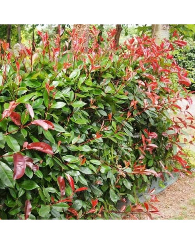 Фотінія фразера Ред Робін | Фотиния фразера Ред Робин | Photinia fraseri Red Robin