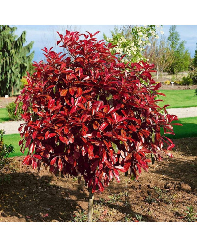 Фотінія фразера Ред Робін | Фотиния фразера Ред Робин | Photinia fraseri Red Robin