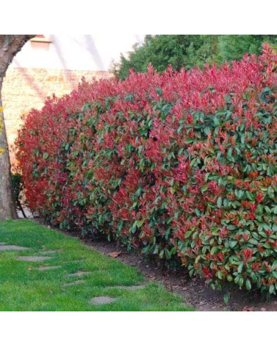 Фотінія фразера Ред Робін | Фотиния фразера Ред Робин | Photinia fraseri Red Robin