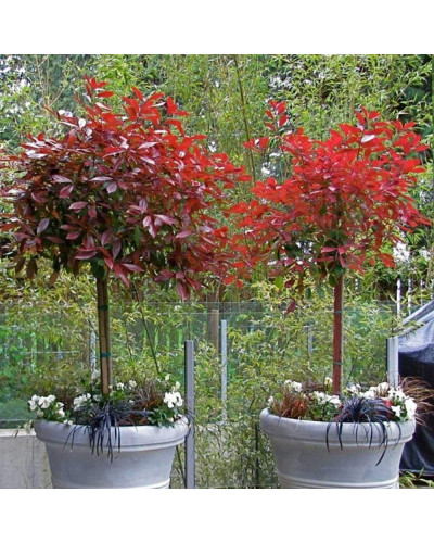 Фотінія фразера Ред Робін | Фотиния фразера Ред Робин | Photinia fraseri Red Robin