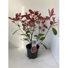 Фотінія фразера Ред Робін | Фотиния фразера Ред Робин | Photinia  fraseri Red Robin