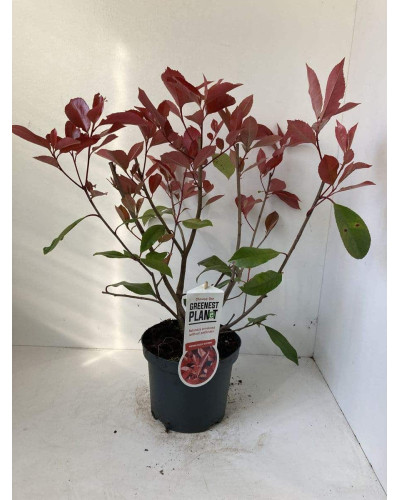 Фотінія фразера Ред Робін | Фотиния фразера Ред Робин | Photinia fraseri Red Robin