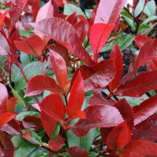 Фотінія фразера Ред Робін | Фотиния фразера Ред Робин | Photinia  fraseri Red Robin
