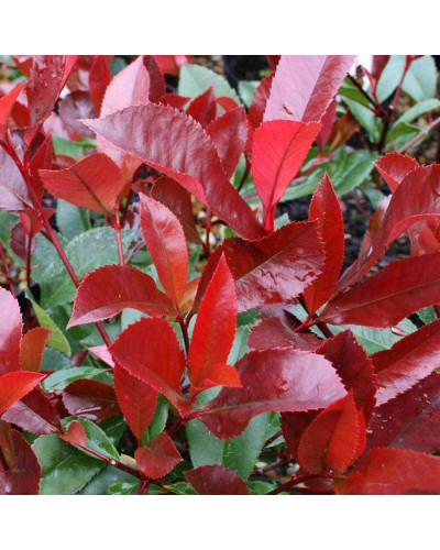 Фотінія фразера Ред Робін | Фотиния фразера Ред Робин | Photinia fraseri Red Robin