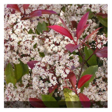 Фотінія фразера Ред Робін | Фотиния фразера Ред Робин | Photinia  fraseri Red Robin