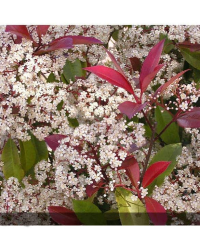 Фотінія фразера Ред Робін | Фотиния фразера Ред Робин | Photinia fraseri Red Robin