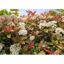 Фотінія фразера Ред Робін | Фотиния фразера Ред Робин | Photinia  fraseri Red Robin