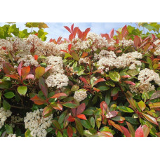 Фотінія фразера Ред Робін | Фотиния фразера Ред Робин | Photinia  fraseri Red Robin
