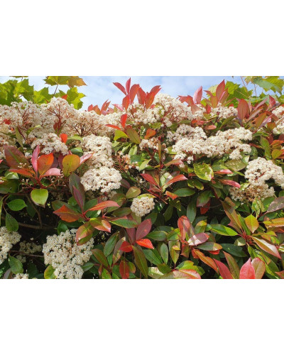 Фотінія фразера Ред Робін | Фотиния фразера Ред Робин | Photinia fraseri Red Robin