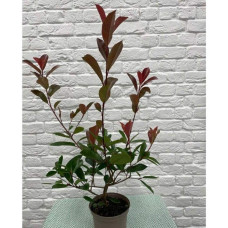 Фотінія фразера Ред Робін | Фотиния фразера Ред Робин | Photinia  fraseri Red Robin