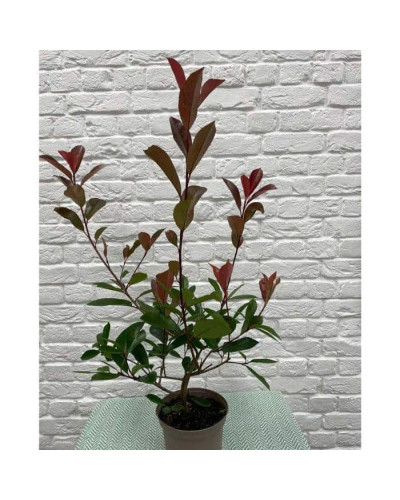 Фотінія фразера Ред Робін | Фотиния фразера Ред Робин | Photinia fraseri Red Robin